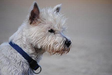 Terrier, West Highland terrier, Hund, tierische Porträt, Schnauze