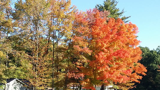 kontraszt, fa, őszi, narancs, zöld, gyönyörű, levél