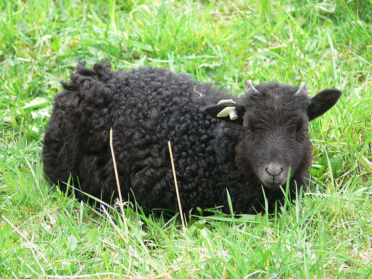 ovelles, ovella negra, negre, nadó, l'agricultura, petit, herba