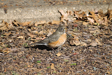 Turdus migratorius, Amerikaanse robin, dieren in het wild, vogel, Songbird, Wild, natuur