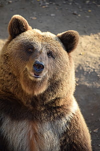 Bjørn, brun bjørn, dyr, Ursus, Teddy, Fur, Zoo
