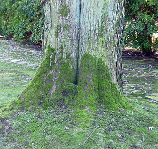 strom, Moss, kôra, kmeň