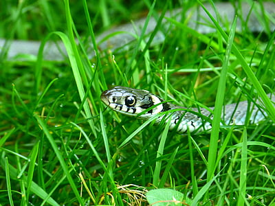 græs snake, slange, hoved spil, sind tegning, krybdyr, Natter, Natrix natrix