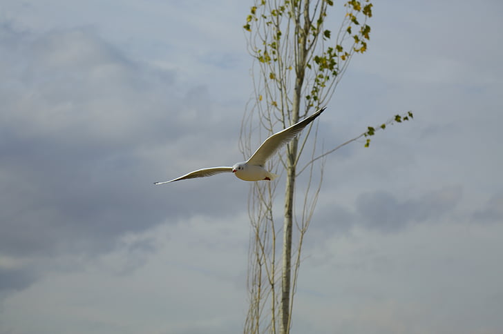 white, seagull, flying, near, tree, branch, daytime