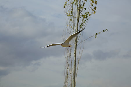 Blanco, Seagull, vuelo, cerca de, árbol, rama, durante el día
