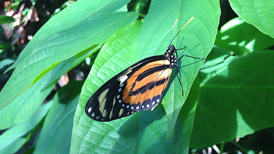 motýl, džungle, Příroda, jaro, volně žijící zvířata, barevné, hmyz