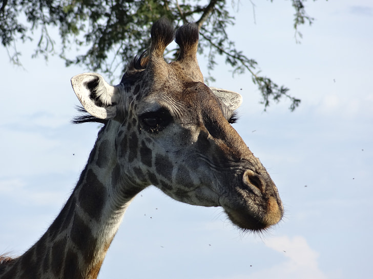 portrét žirafa, úlohy, Národný park Serengeti