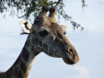Retrat d'una girafa, tasques, Serengeti