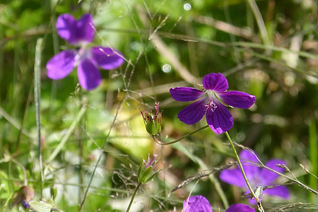 Storchschnabel, Wilde Blume, Blüte, Bloom, violett, Ausschreibung, Wildpflanze