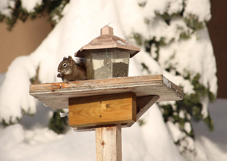 veverica, pozimi, živali, sneg, prosto živeče živali, veverica, hranjenje, ptica