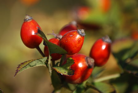 rosehips, berry, branch, plant, red, nature, leaf