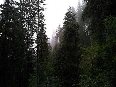 mist, bos, Bergen, bomen, natuur, mistige, donker