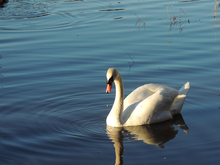 swan, bird, nature, animal, white, wing, feather