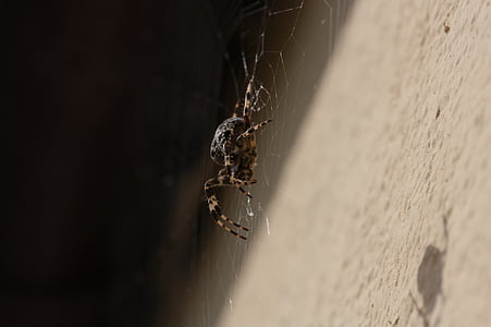 Spinne, Netzwerk, in der Nähe, Orb web, Spinnennetz