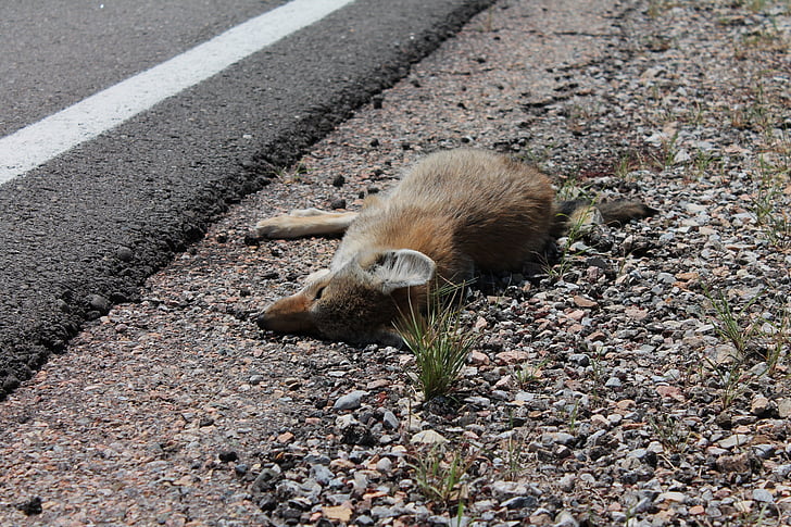 morte, renard, tué, Roadkill, animal crossing, mise en garde, sécurité routière