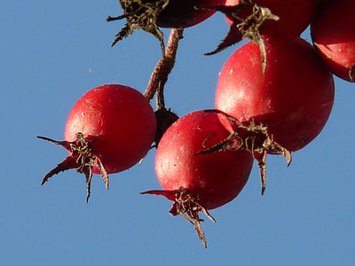 baies, fruites, vermell, arbre, vermell de Baia, weißdorn fulla de cuir, estramoni