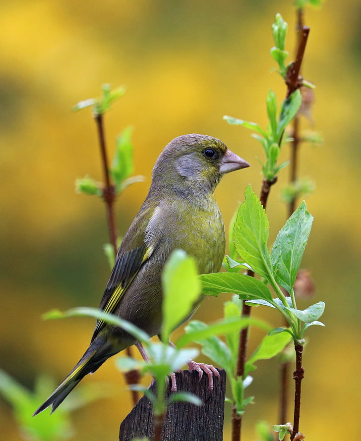 greenfinch, dainos paukštis, sodo paukštis, paukštis, spalvos, spalvinga, plunksnos