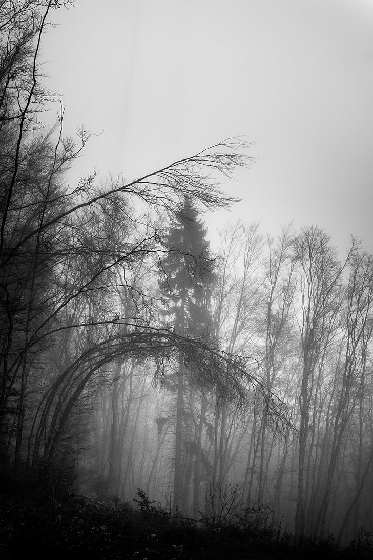 tall, bare, trees, foggy, weather, black and white, plant