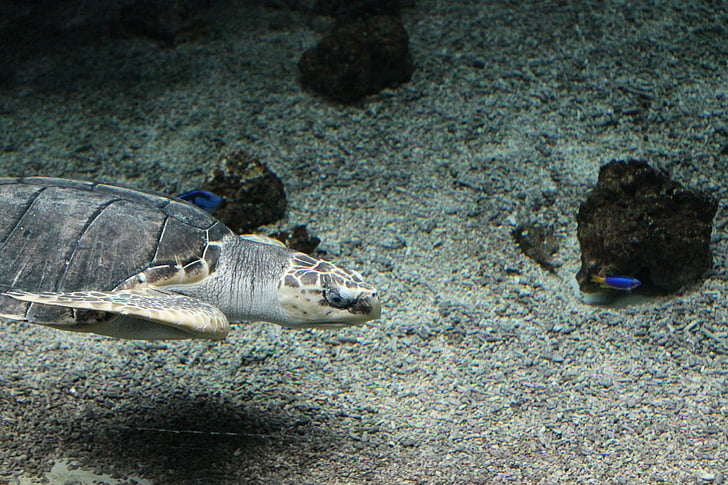 turtle, zoo, underwater