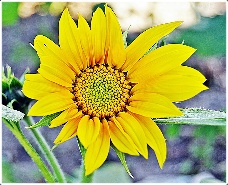 слънчоглед, цветя, Градина