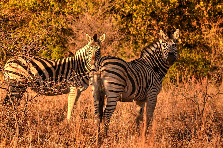 Afrika solen, zebror, Safari, vilda liv, djur i vilt, djur wildlife, naturen