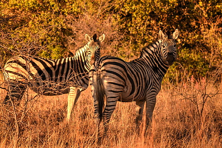 Afrika güneş, Zebralar, Safari, yaban hayatı, vahşi hayvanlar, hayvan yaban hayatı, doğa