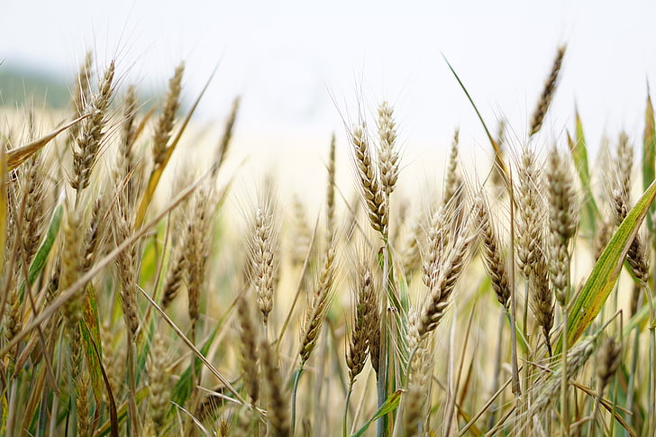 pšenice, žitno polje, koruzno polje, poletje, žita, Spike, zrn