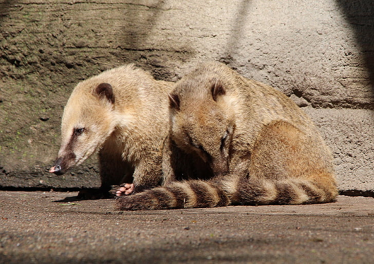 Coati, Хобот мечка, nasua, малка мечка, природата, животни, животински свят