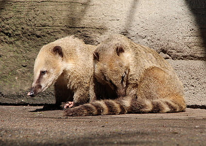 coati, จมูกยาวหมี, nasua, หมีเล็ก, ธรรมชาติ, สัตว์, โลกของสัตว์