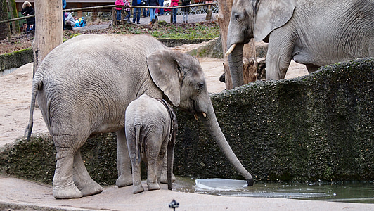 elefante, Parque zoológico, Wuppertal, nadar