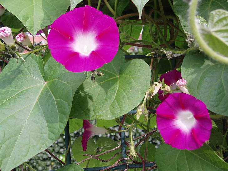 morning glory, winds, blossom, bloom, flower, bright, nature