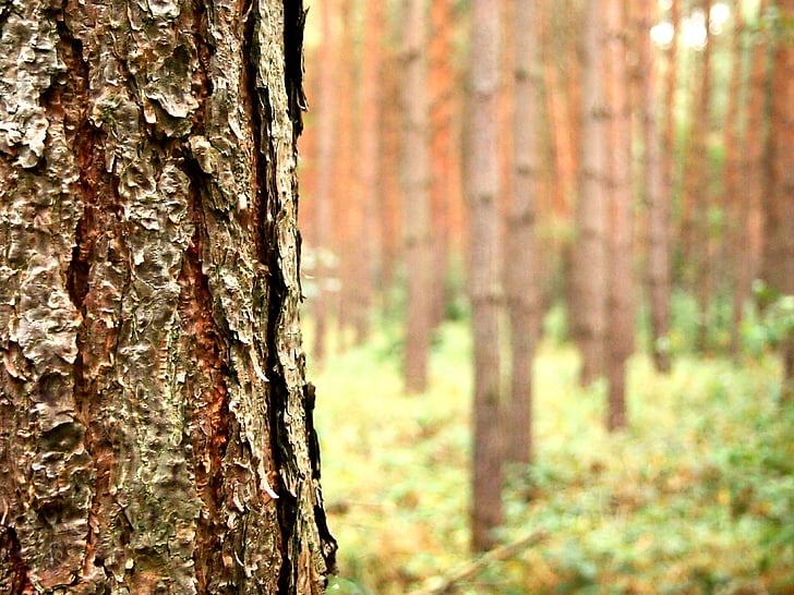 strom, Les, podzim, Příroda, kůra