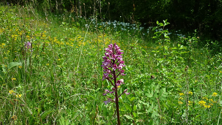 orchidée militaire, orchid allemand, pré de fleurs, printemps, nature, fleur, plante