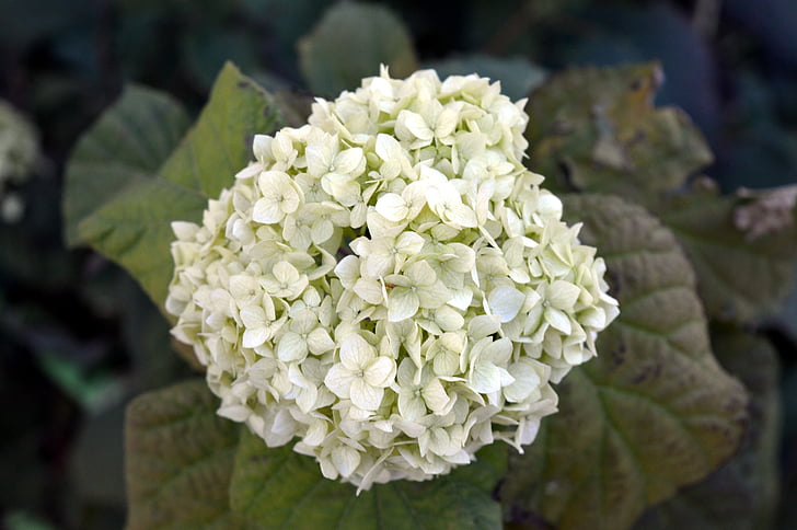 Hortensia, valge, Sügis, Hortensia erilist, roheline, lilled, Aed