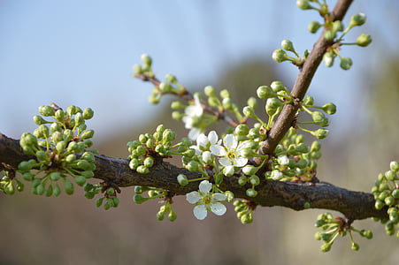 Bud, primavera, flor, floración, verde, Blanco, melocotón