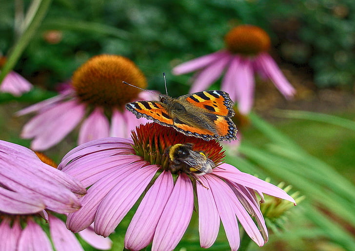 butterfly, bees, nature, orangerie, bug, flower