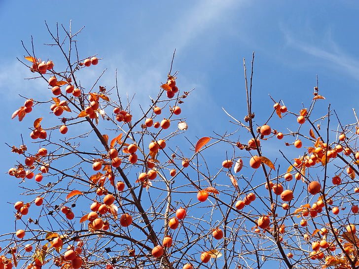 khaki, rosewood, autumn, fruits, sky, blue, nature