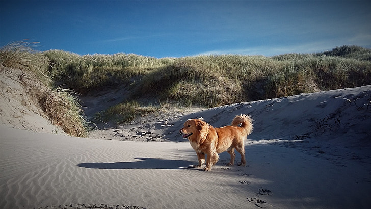 gos, platja, dunes, herba, gos a la platja, més platja, animal