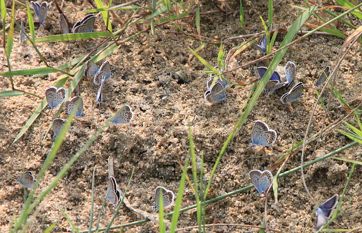 blue, butterflies, butterfly, colony, maculinea, sand, wet