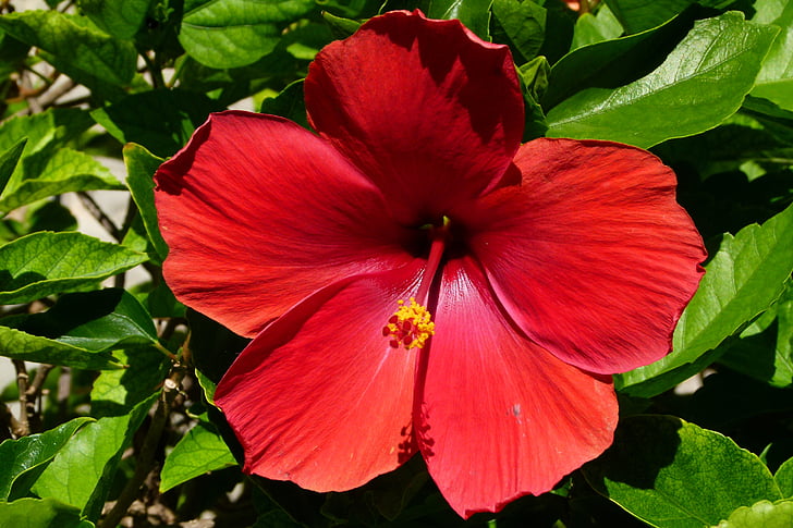 Hibiscus, kvet, kvet, červená, Zavrieť, Mexiko