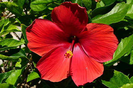 Hibiscus, zieds, Bloom, sarkana, aizveriet, Meksika