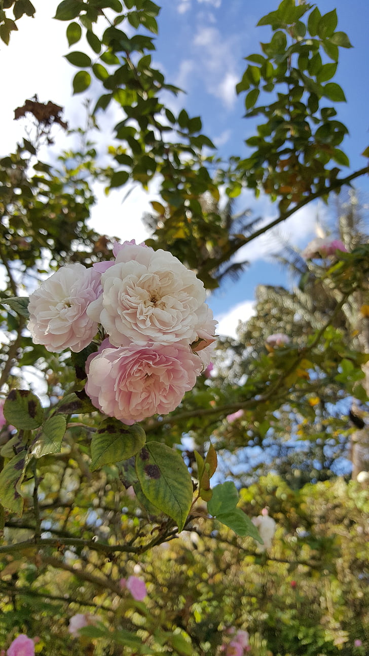 Rosa, Rosa blanca, flor, blanc, natura, roses blanques, pètals