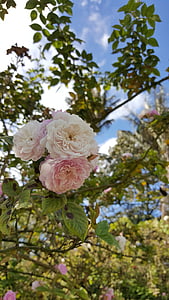 Rosa, Valge roosi, lill, valge, loodus, valged roosid, kroonlehed