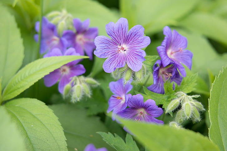 Geranio de los Pirineos, Geranio, púrpura, Geranio de prados, violeta, flor, floración
