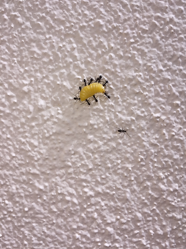 ants, caterpillar, team, wall, booty, hunting