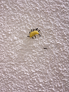 mrówki, Firma Caterpillar, zespół, ściana, łup, Polowanie