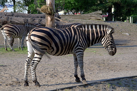 Zebra, animaux, africain, Safari, Zoo, mammifères, animal