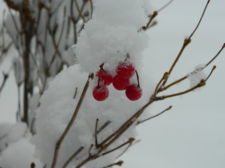 winter, snow, red berries, nature, frost, branch, tree