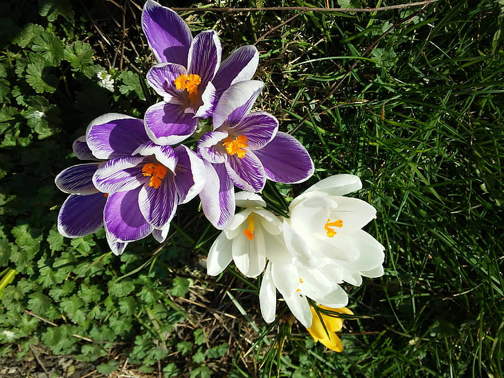krokus, ฤดูใบไม้ผลิ, wiosna, kwiaty, ดอกไม้, ธรรมชาติ, โรงงาน