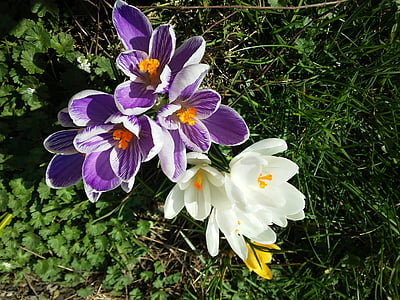 krokus, 봄, wiosna, 꽃, 꽃, 자연, 공장